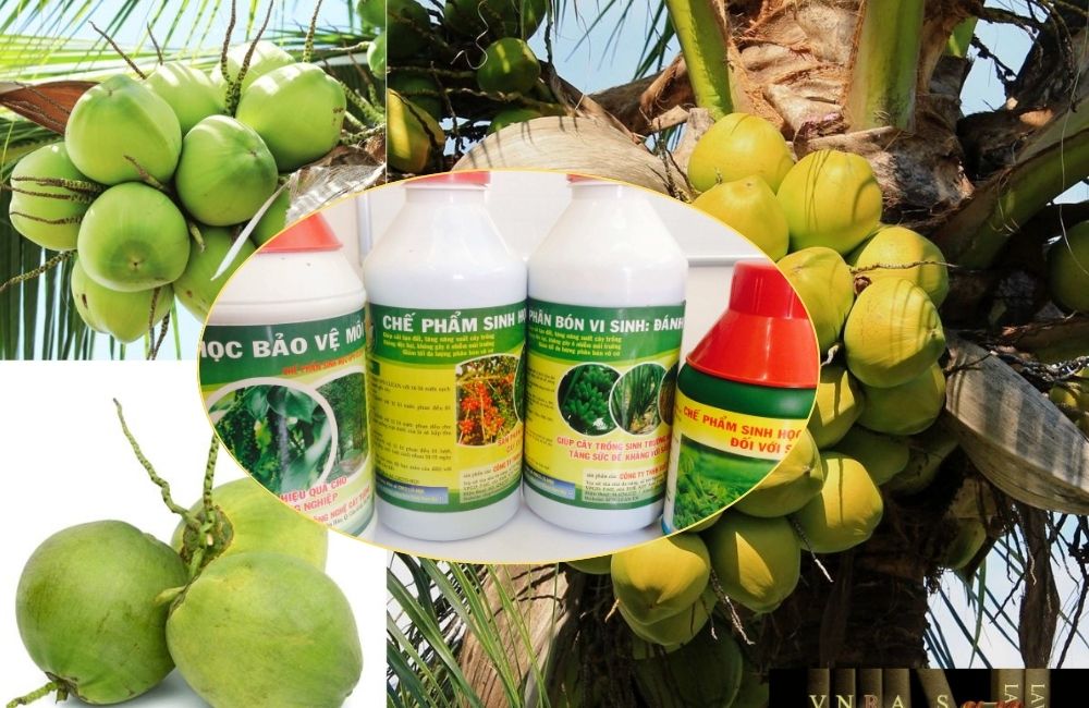 Thuốc sinh học phòng và trị bệnh cây dừa