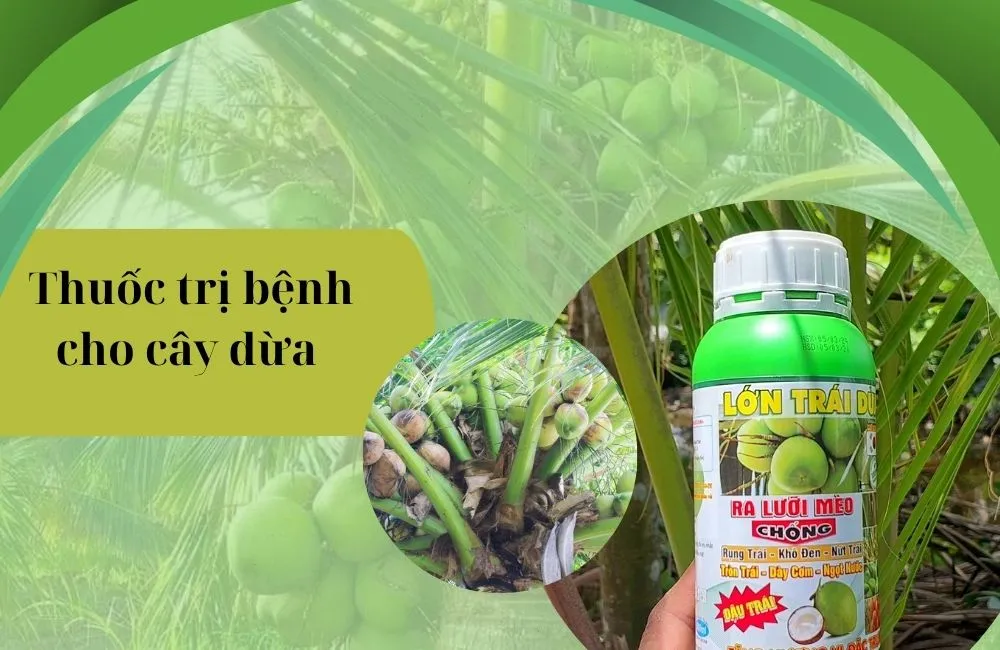 Thuốc trị bệnh cho dừa