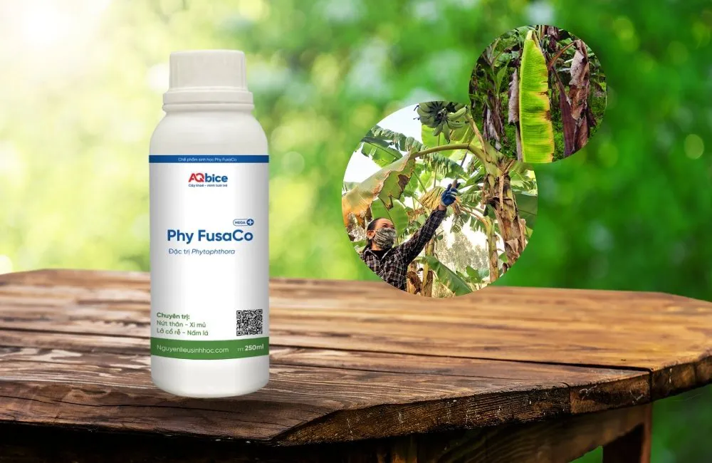 Thuốc trị bệnh Panama chuối