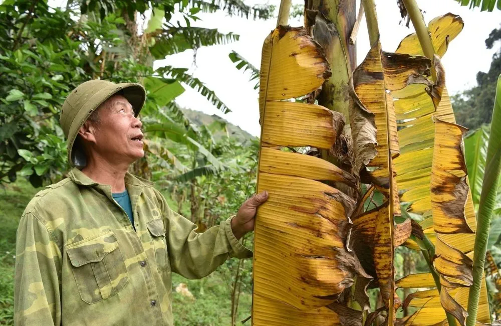 thuốc trị bệnh vàng lá chuối