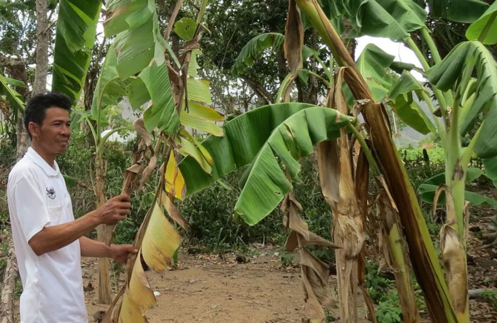 thuốc trị bệnh chuối