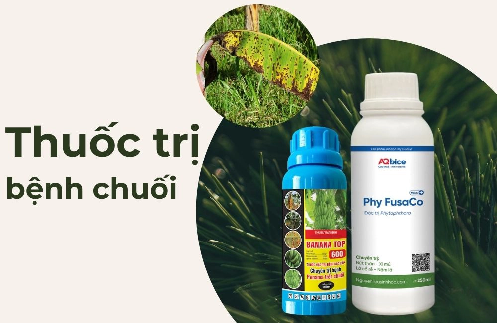 thuốc trị bệnh chuối