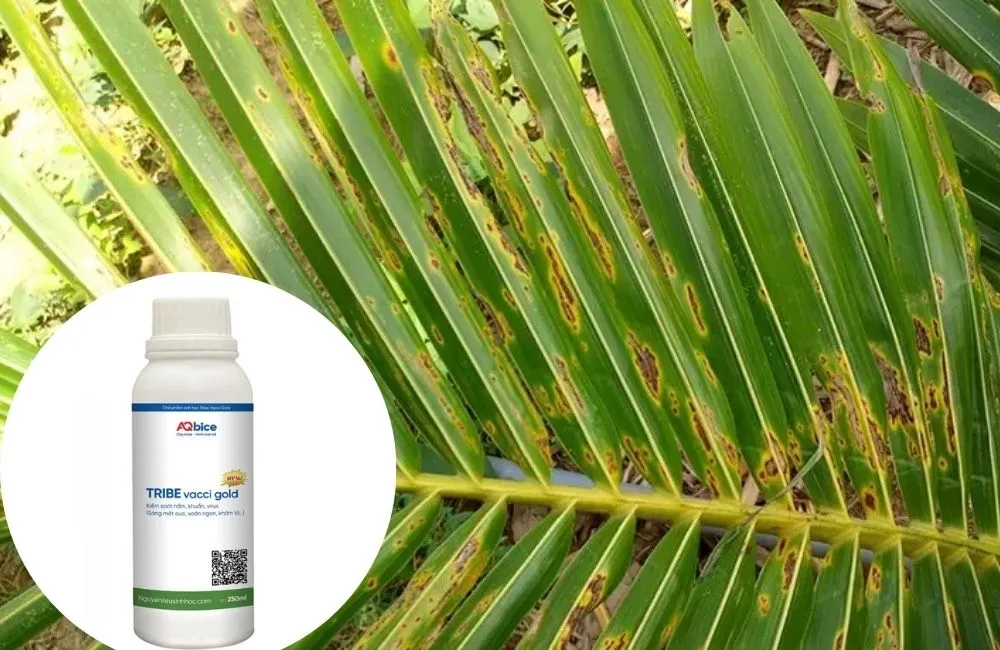 Thuốc trị nấm bệnh dừa 