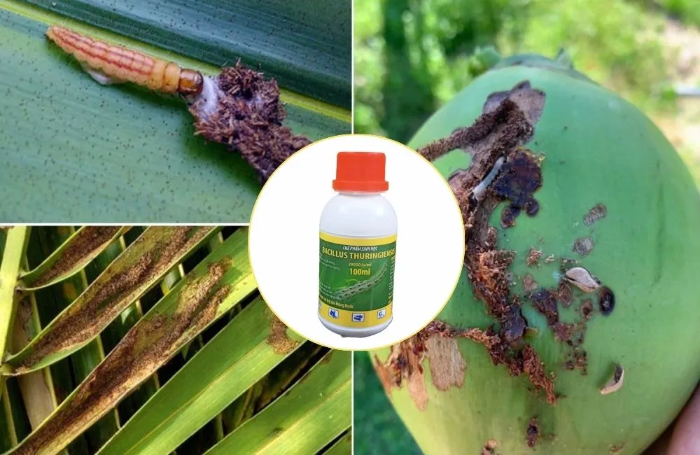 Thuốc trị sâu bọ, côn trùng hạ dừa