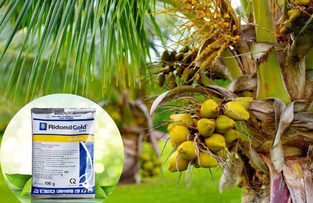 Thuốc trị bệnh thối rễ dừa