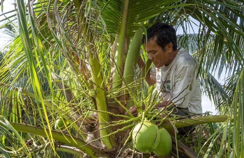 Tỉa cành cho cây dừa sáp