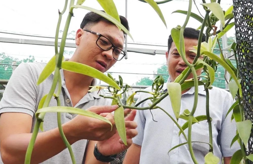 Tỉa cành cho cây vanilla 