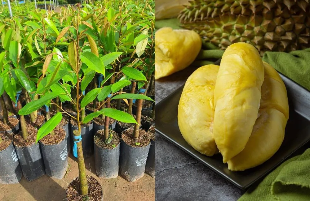 tiêu chuẩn cây giống sầu riêng đạt chuẩn