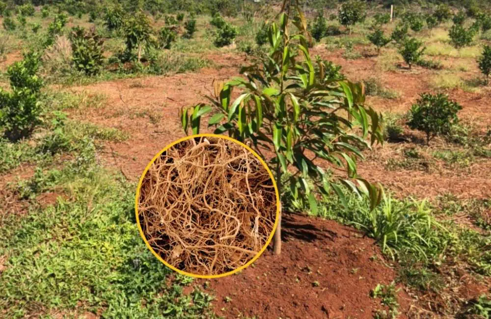 bộ rễ cây sầu riêng đạt chuẩn