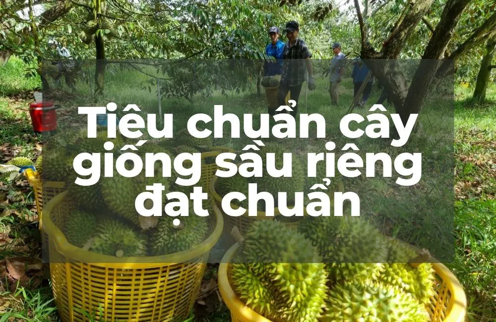 tiêu chuẩn cây giống sầu riêng đạt chuẩn
