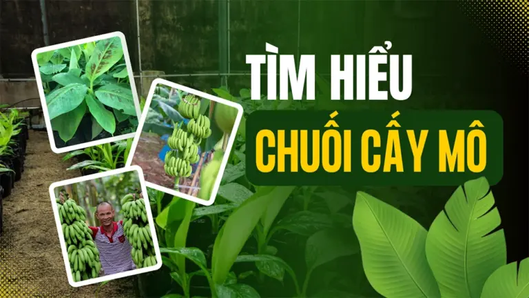 Giải mã sức mạnh của chuối cấy mô
