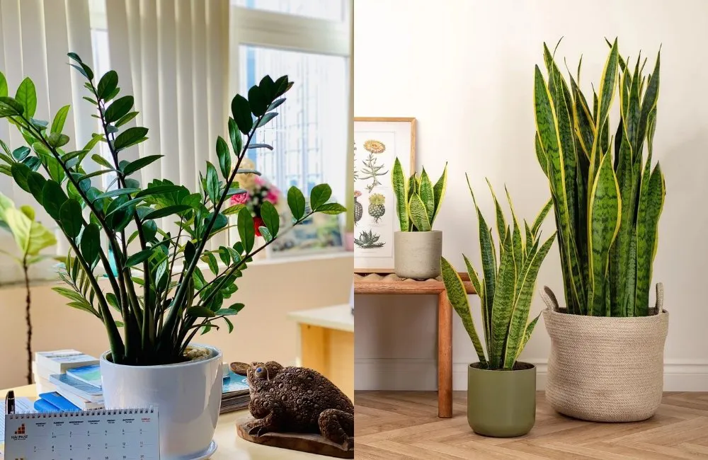 Kiểng lá phòng khách cân bằng sinh khí và thẩm mỹ