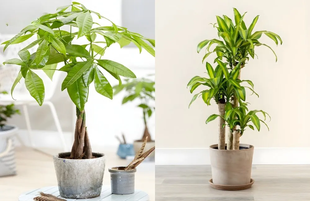 Kiểng lá gần cửa ra vào thu hút tài lộc