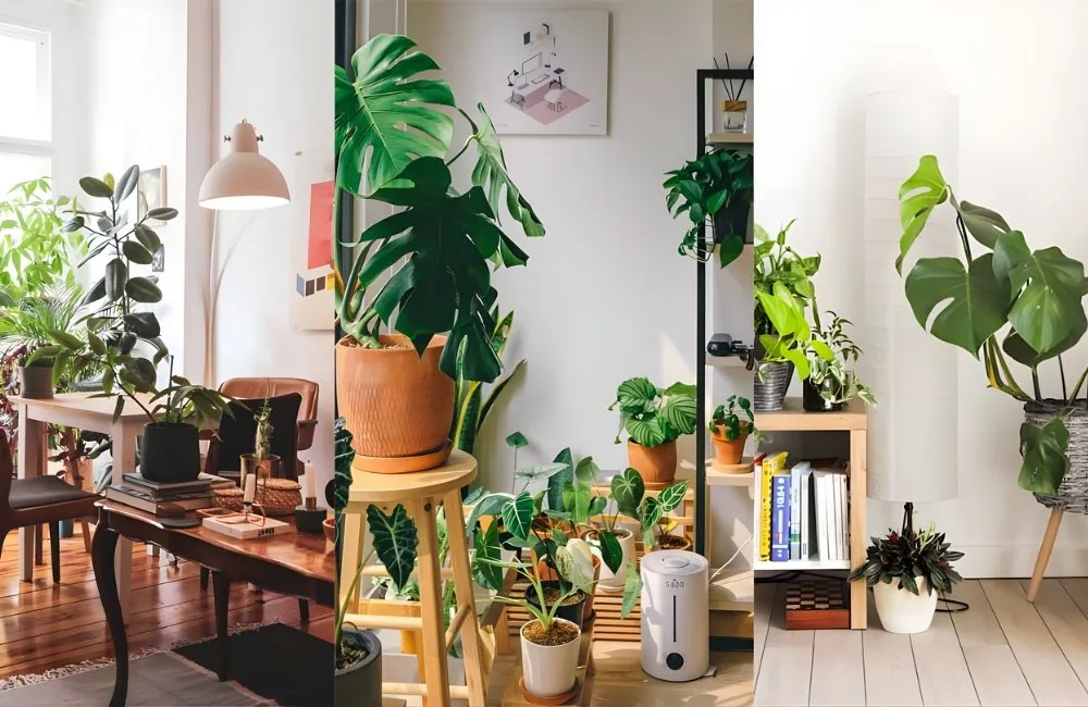 Vị trí cần tránh khi đặt kiểng lá trong nhà