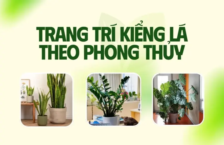Trang trí kiểng lá theo phong thủy trong nhà đúng cách