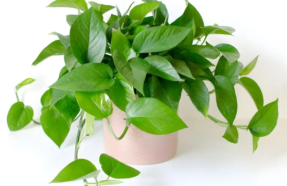 Kiểng lá Aglaonema (Trầu Bà Thái) 