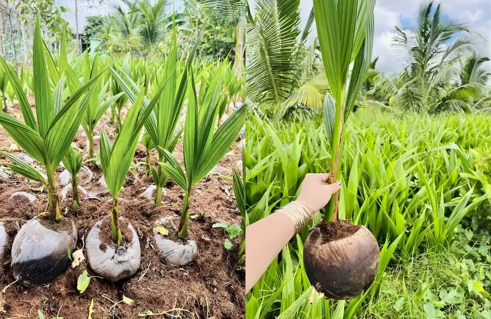Năng suất và hiệu quả trồng dừa sáp cấy mô