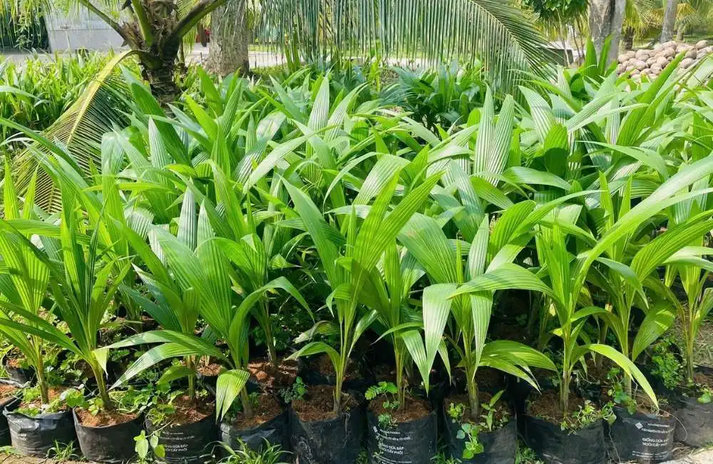 Lợi nhuận khi trồng dừa sáp cấy mô