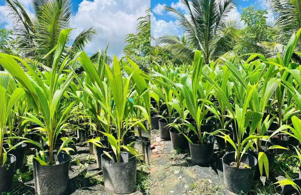 Rủi ro khi đầu tư vào dừa sáp cấy mô