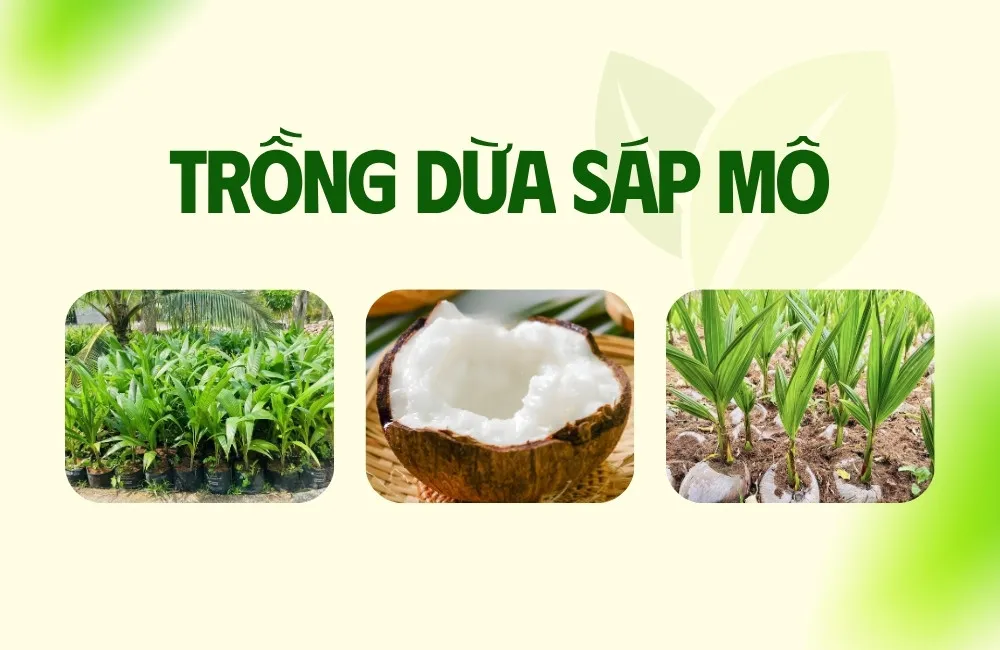 Trồng dừa sáp cấy mô hiệu quả không
