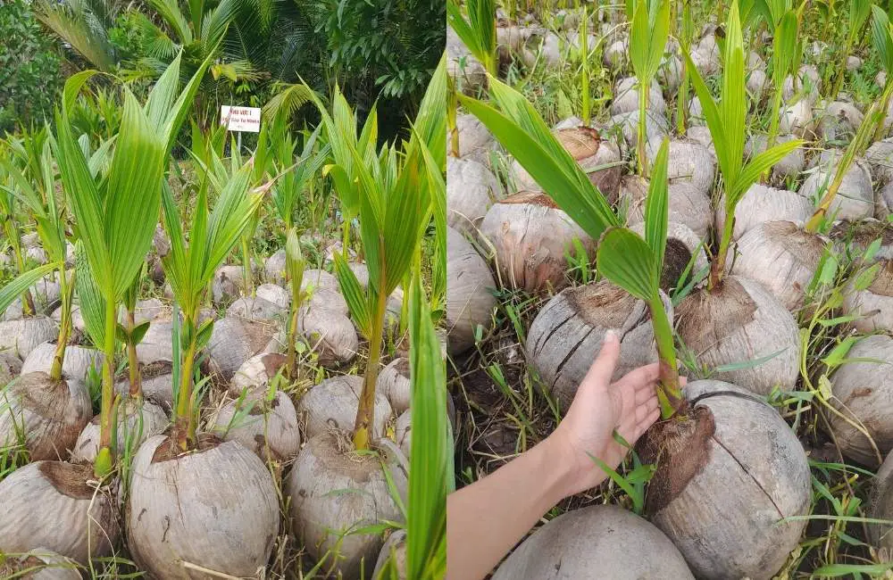 Hạn chế về hiệu quả và chi phí của mô hình truyền thống so với cấy mô