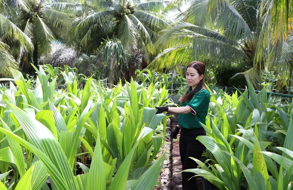 Rào cản và thách thức khi chuyển đổi sang dừa sáp cấy mô