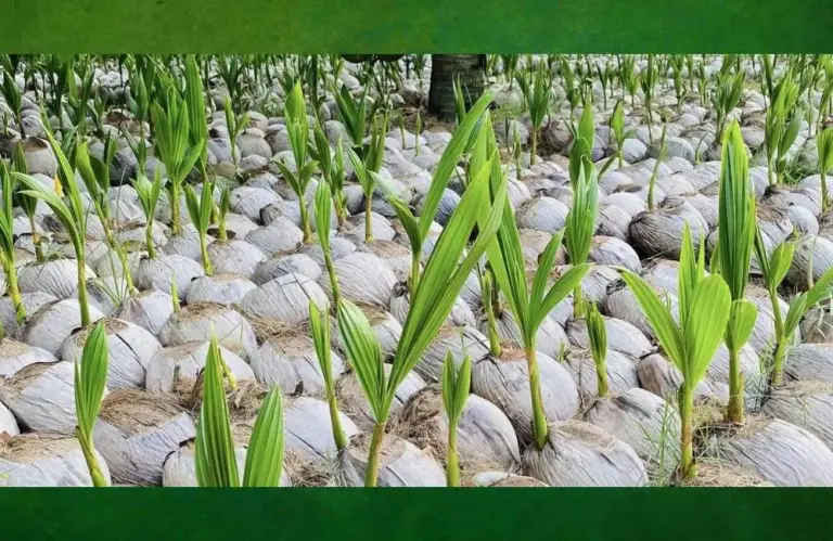 Giải đáp trồng dừa sáp mô có lời không, nên đầu tư thế nào?