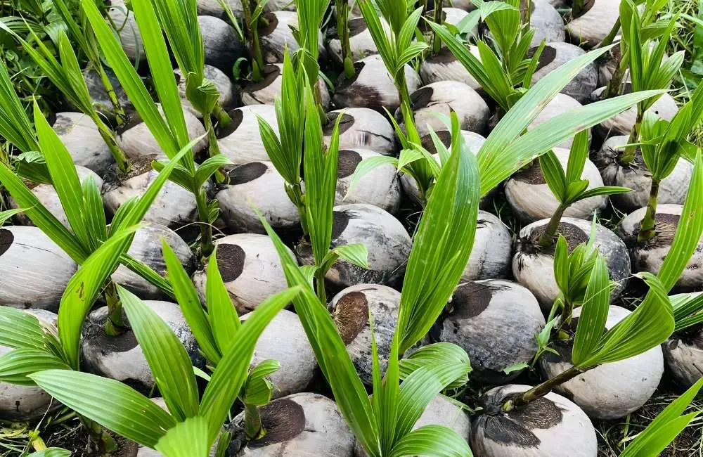 Chuẩn bị giống dừa