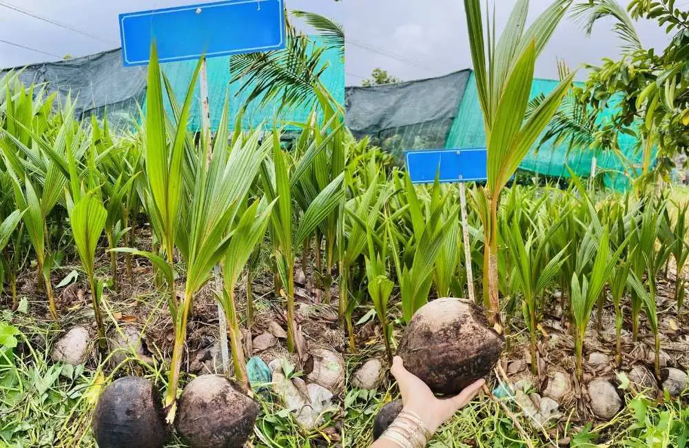 Bí quyết cho năng suất vượt trội