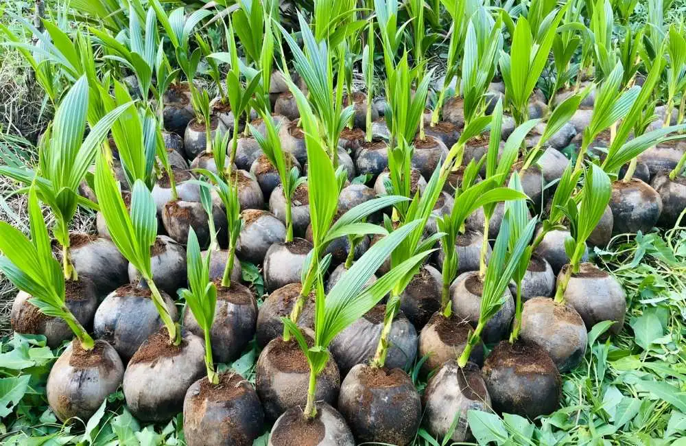 kiến tạo vườn dừa sáp mô năng suất cao