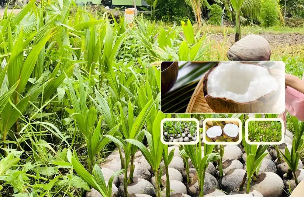 trồng dừa sáp mô năng suất cao