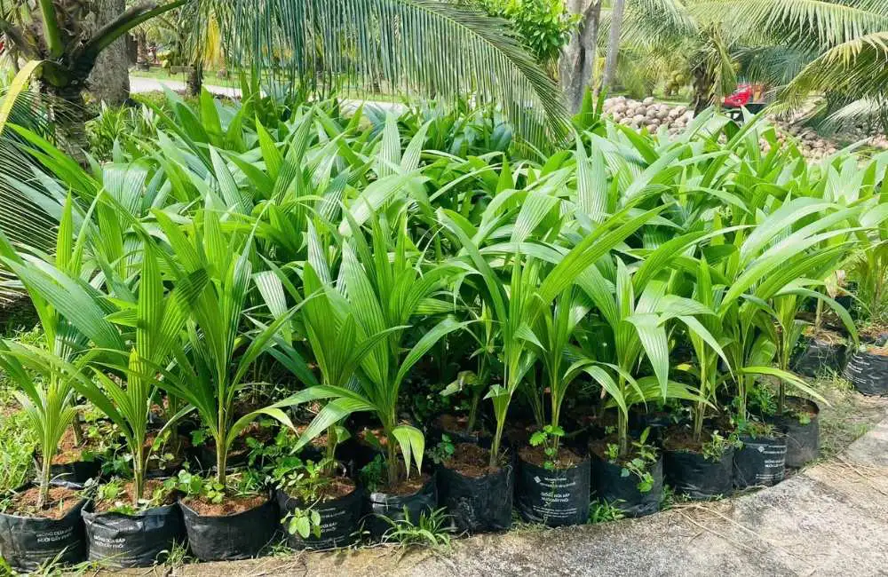 Dừa sáp cấy mô thích nghi với đất phèn như thế nào?