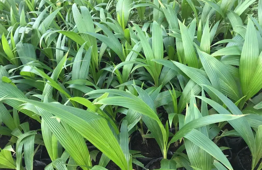 Ứng dụng và hiệu quả từ việc trồng dừa sáp mô ở miền Tây