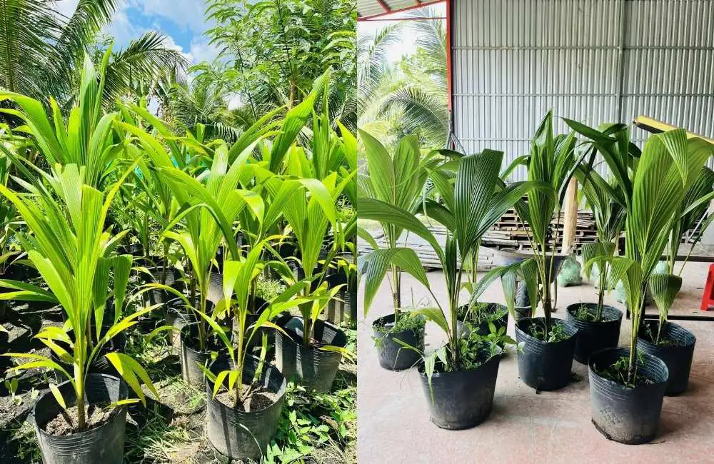 Các lưu ý khi trồng dừa sáp mô ở miền Tây
