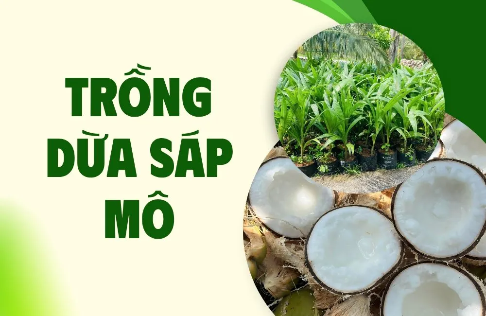 trồng dừa sáp mô ở miền Tây