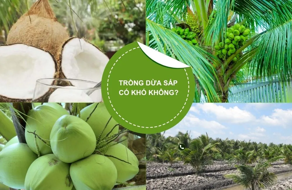 Trồng dừa sáp năng suất cao