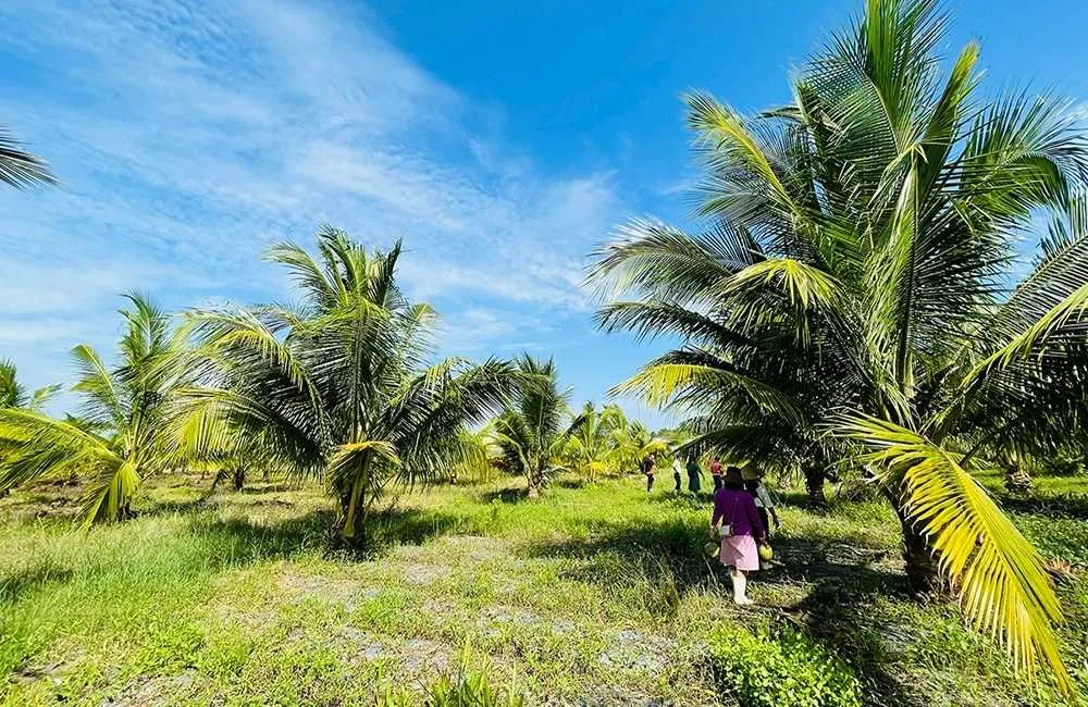 Trồng dừa sáp năng suất cao trong vườn