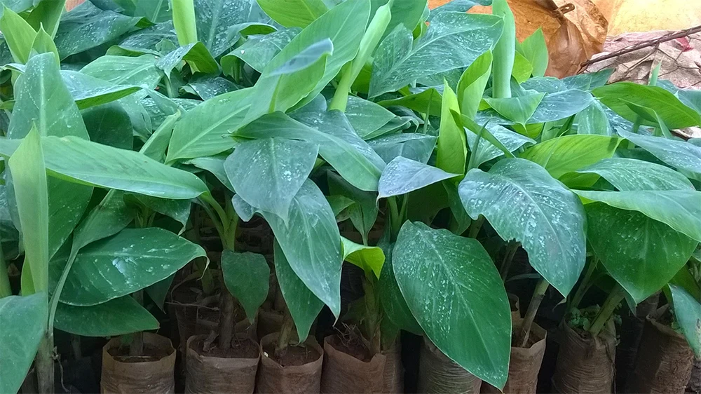 Giống chuối Bàn Tay Phật cấy mô khỏe mạnh từ ViGen, sẵn sàng trồng ngoài ruộng trong điều kiện khí hậu Việt Nam