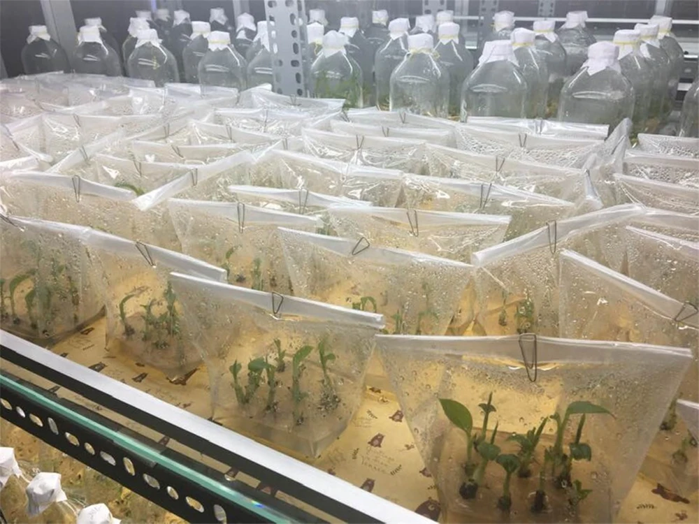 Tủ cấy vô trùng và nồi hấp tiệt trùng trong phòng nuôi cấy mô chuối giúp duy trì điều kiện vô trùng tuyệt đối khi thao tác với mẫu cấy