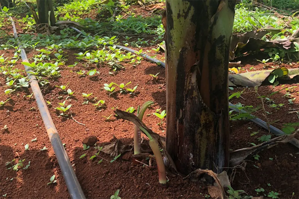 Kỹ thuật tưới nhỏ giọt kết hợp bón phân kali 675kg/ha trong mô hình chuối cấy mô ViGen giúp tăng năng suất 74% và lợi nhuận 57%