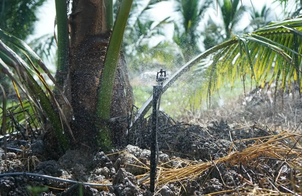 Tưới nước cho dừa sáp