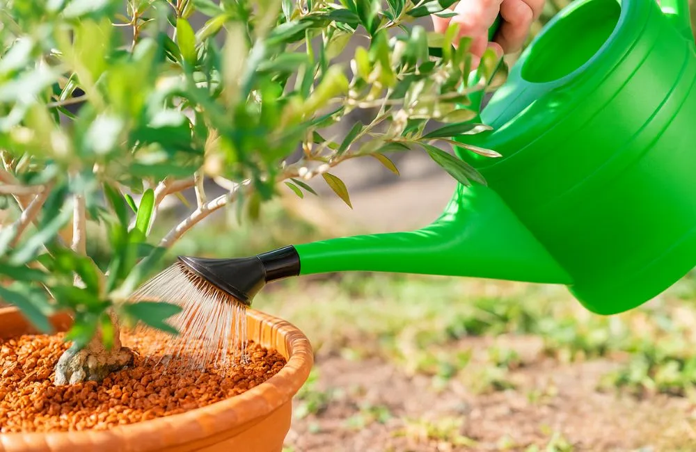 Tưới nước cho kiểng lá đúng cách