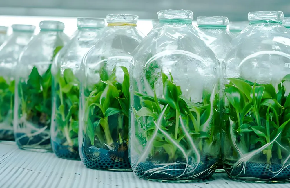 Ưu điểm vượt trội của cây giống nuôi cấy mô tại ViGen