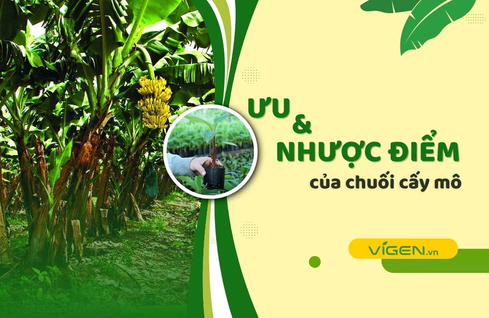 Ưu nhược điểm chuối cấy mô – Giải pháp canh tác bền vững giúp nông nghiệp Việt Nam tăng năng suất và chất lượng xuất khẩu