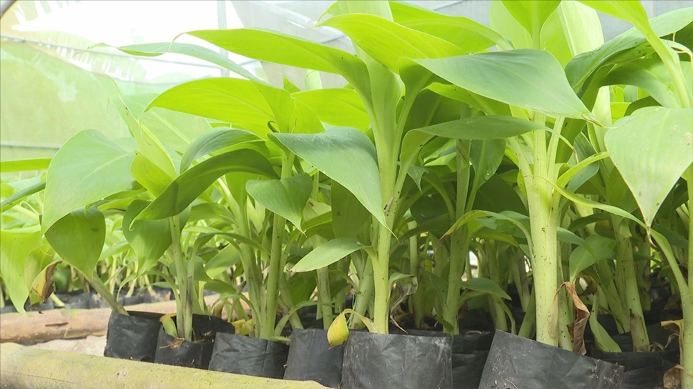 Cây chuối cấy mô trong vườn ươm – cây mô phát triển khỏe, đồng đều, sạch bệnh và cho năng suất ổn định hơn so với cây tách chồi truyền thống