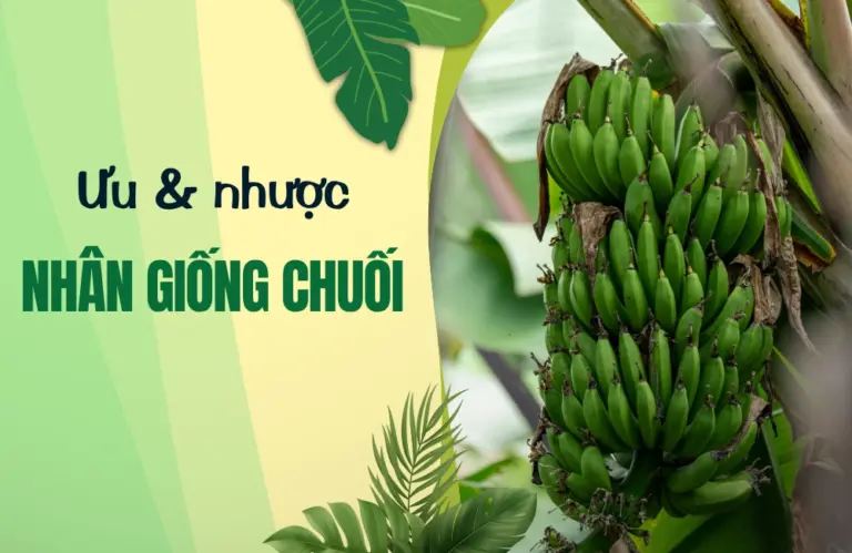 Ưu nhược điểm nhân giống chuối và phương pháp giúp vườn chuối khỏe mạnh, chất lượng cao