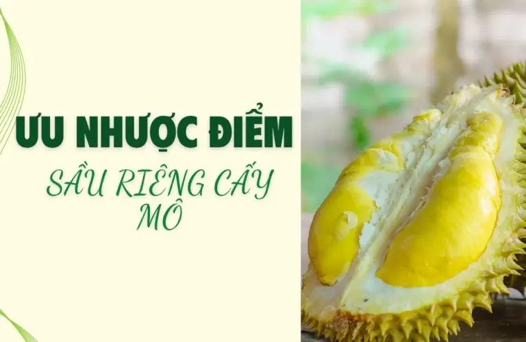 Phân tích ưu nhược điểm sầu riêng cấy mô bạn nên biết