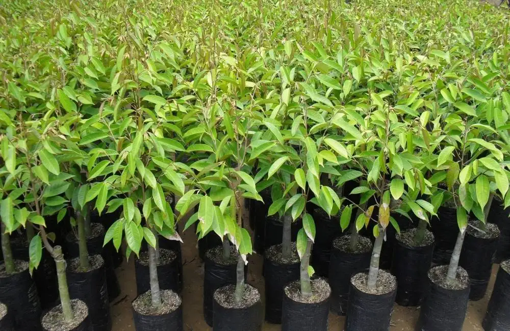 tính đồng nhất sầu riêng cấy mô