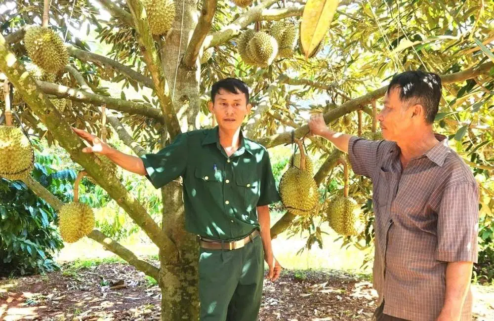 thu hoạch trái sầu riêng cấy mô