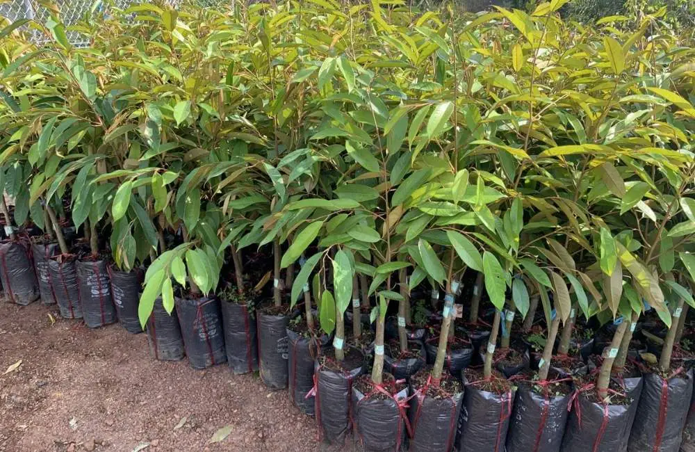 đặc tính của sầu riêng cấy mô